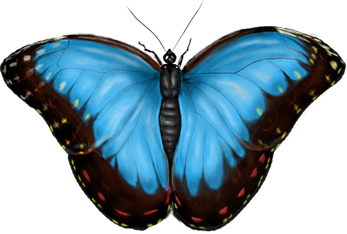 Free Insect Entomology illustration and picture