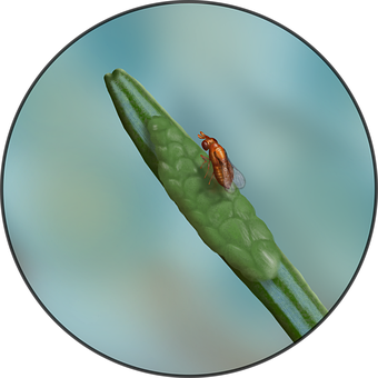 Insekt, Entomologi, Natur, Biologi, Skog