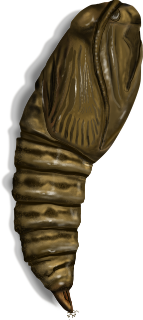 Insecto, Entomología, Naturaleza