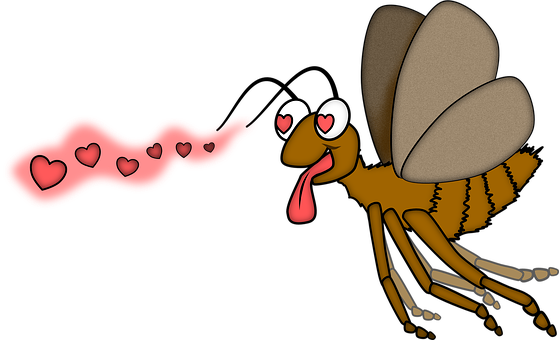 Free Insect Entomology illustration and picture