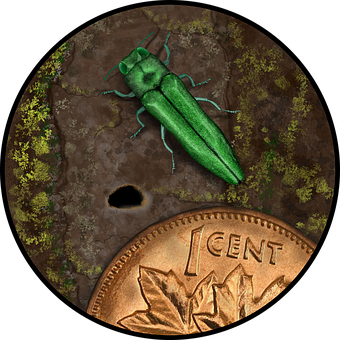 Insecto, Entomología, Naturaleza