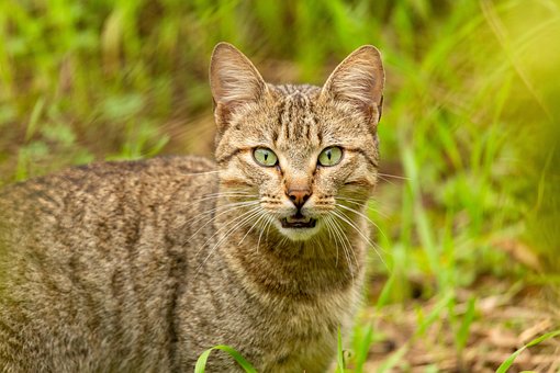 Free Animal Cat photo and picture