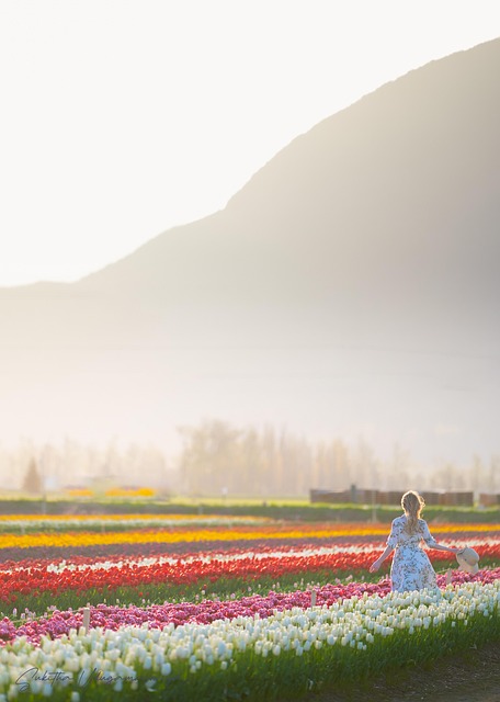 Download free HD stock image of Sunrise Flower Wallpaper Free Sunrise Flower Wallpaper photo and picture