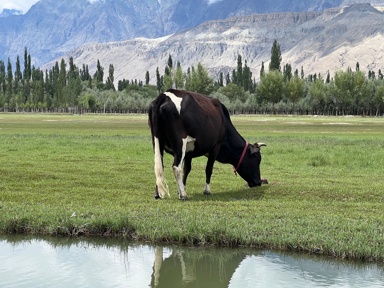 Sapi Grassing Alam Musim - Foto gratis di Pixabay