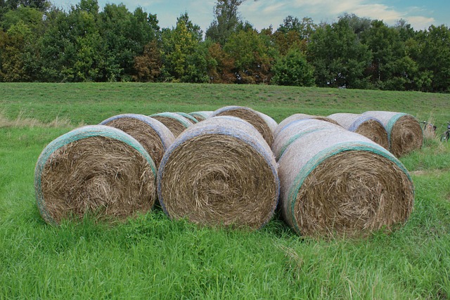 Free Hay Hay Bales photo and picture