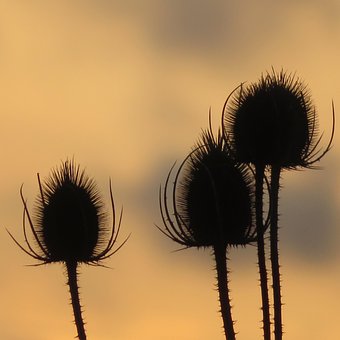 Teasel, Stikkende, Baggrundsbelysning