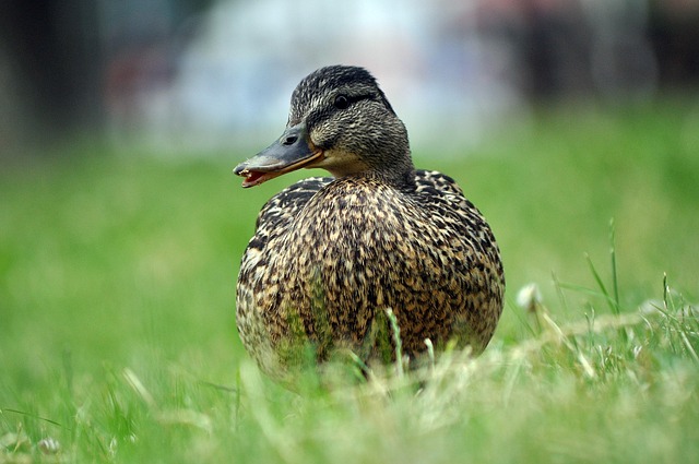 Free Duck Crossword photo and picture