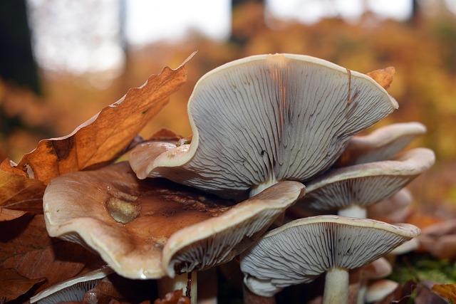 Free Mushrooms Forest photo and picture