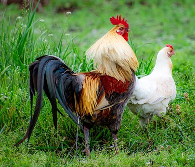 Hahn, Geflügel, Henne, Weiß, Bunt