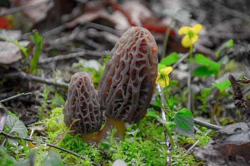 Pilz, Morel, Wald, Frühling, Natur, Grün