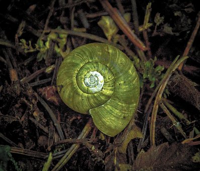 Schnecke, Hülse, Natur, Runden, Wald