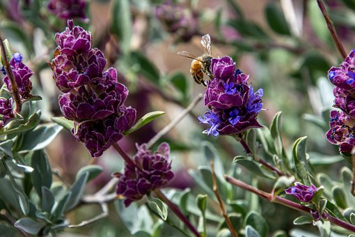 Wildblumen, Natur, Östliches Washington