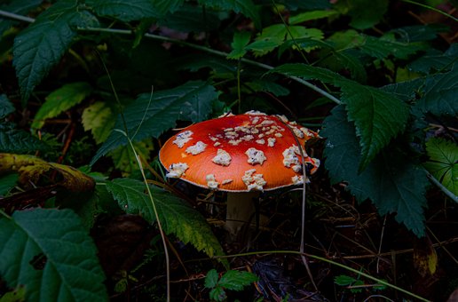 Wulstlinge, Rot Und Weiß, Wald, Herbst