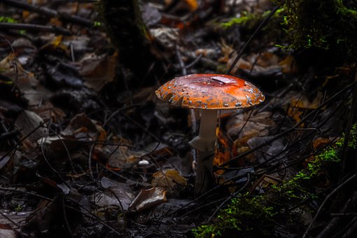 Pazifischer Nordwesten, Pilz, Wulstlinge
