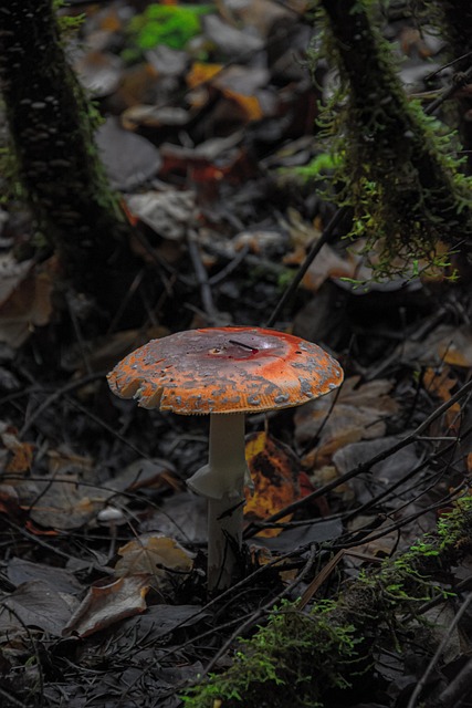 Pilz, Orange, Wald, Herbst, Vegetation