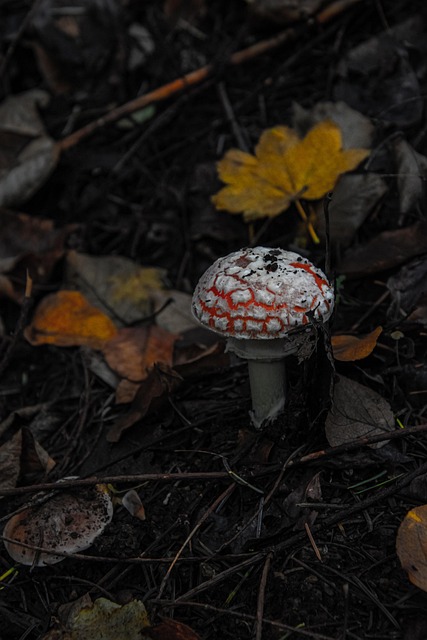 Wulstlinge, Pilz, Natur, Wald, Herbst
