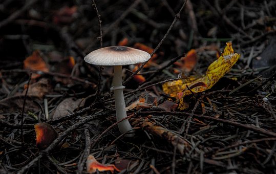Pilz, Natur, Wald, Vegetation, Herbst