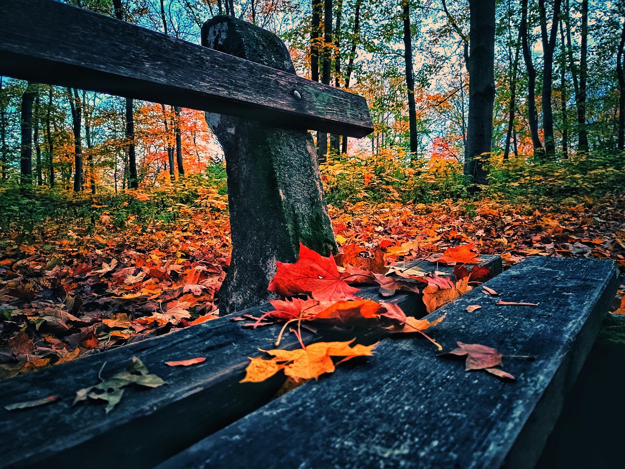 Autumn Nature Leaves - Free photo on Pixabay