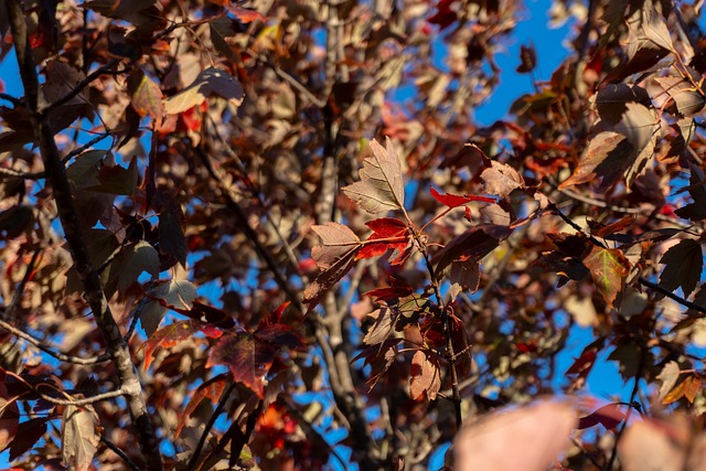 Autumn Leaves Fall Foliage - Free photo on Pixabay - Pixabay