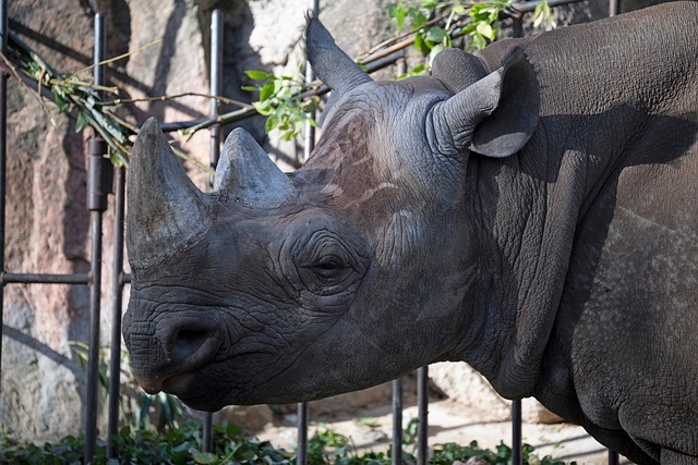 Nashorn, Horn, Lebensmittel, Gras