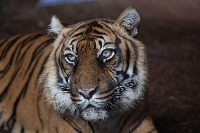 Tiger, Sumatra-Tiger, Fleischfresser