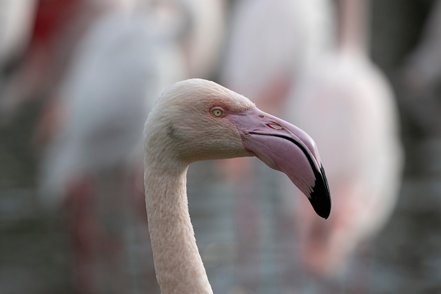 Vogel, Flamingo, Rosa, Federn, Gefieder