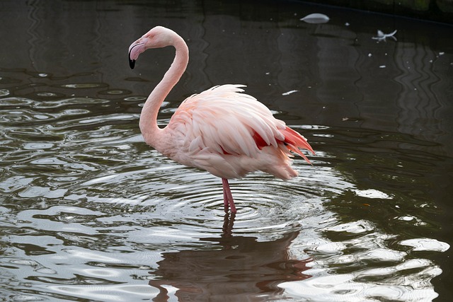 Vogel, Flamingo, Federn, Rosa, Gefieder