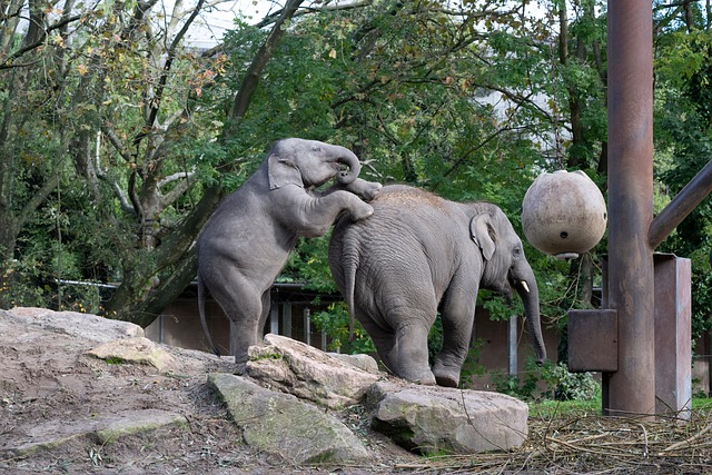 Elefanten, Stamm, Stoßzähne, Natur, Zoo