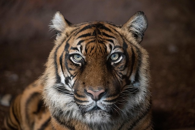 Tiger, Sumatra-Tiger, Streifen, Raubtier
