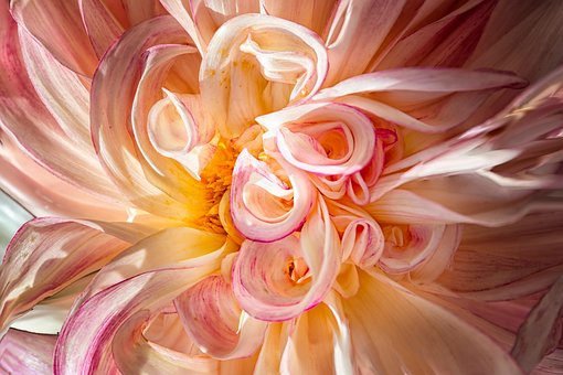 Dahlia, Blomst, Bred Vifte, Udvikling