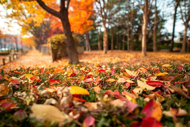 Fall, Republikken Korea, Natur