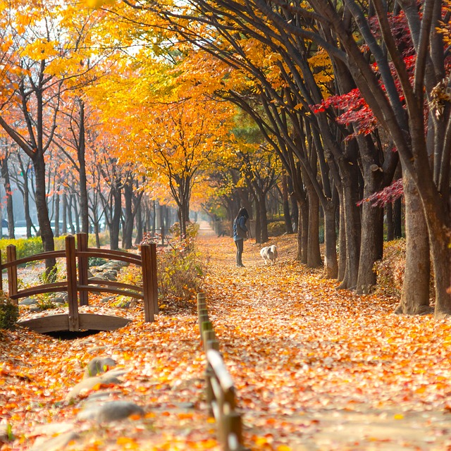 Fall, Kvinde, Hundehvalp, Natur, Blade
