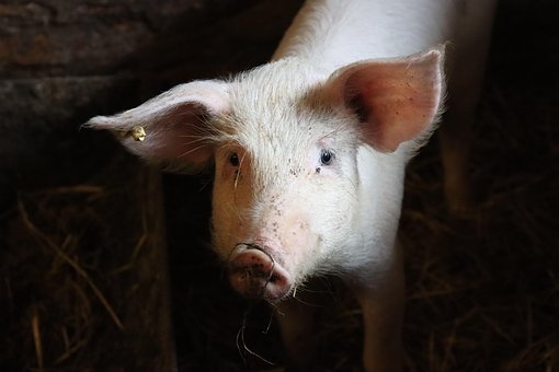 Ferkel, Schwein, Eber, Säugetier, Natur