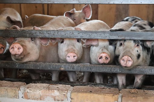 Schweine, Stall, Schweinestall, Stallung