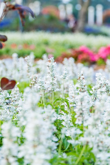 Free Flower Autumn photo and picture