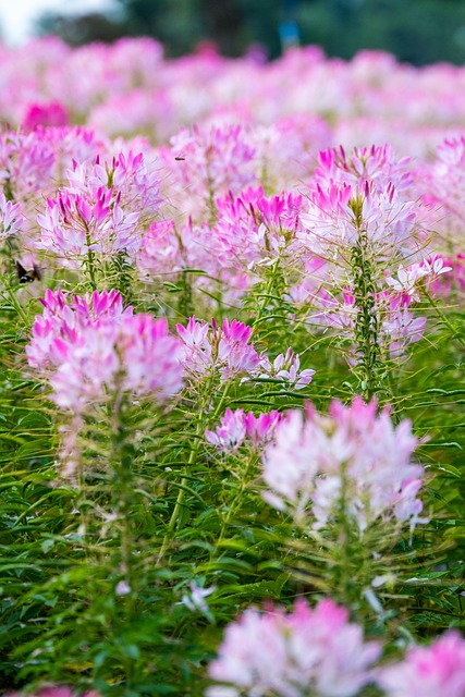 Free Flowers Meadow photo and picture