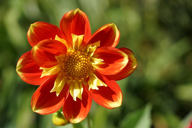 Free Flower Autumn photo and picture