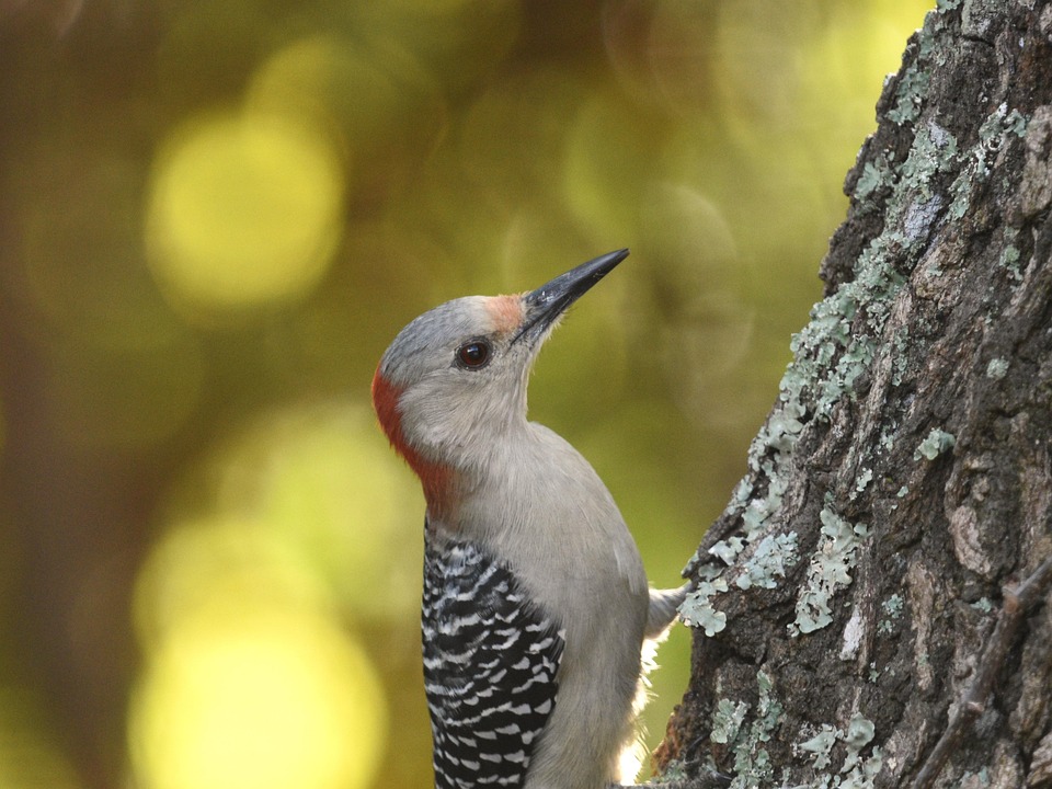 Red Bellied Woodpecker - Free photo on Pixabay - Pixabay