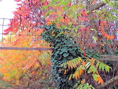 Free Autumn Leaves photo and picture