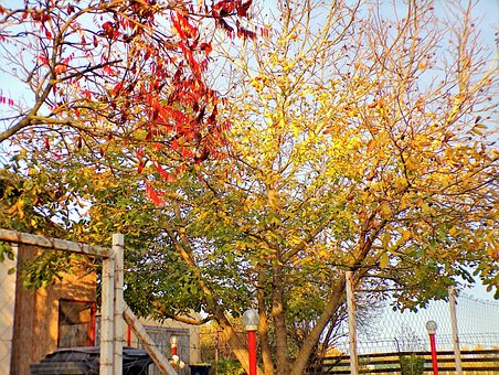 Free Autumn Nature photo and picture