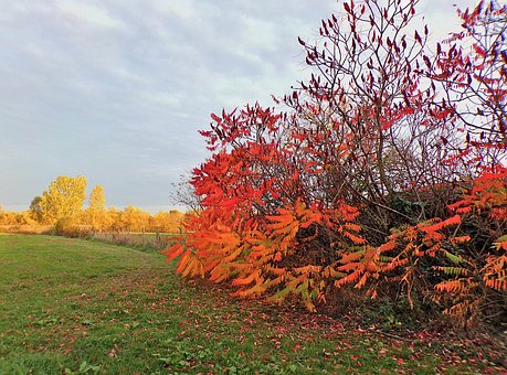 Free Autumn Nature photo and picture