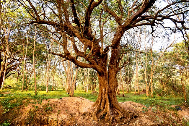 Free Tree Nature photo and picture