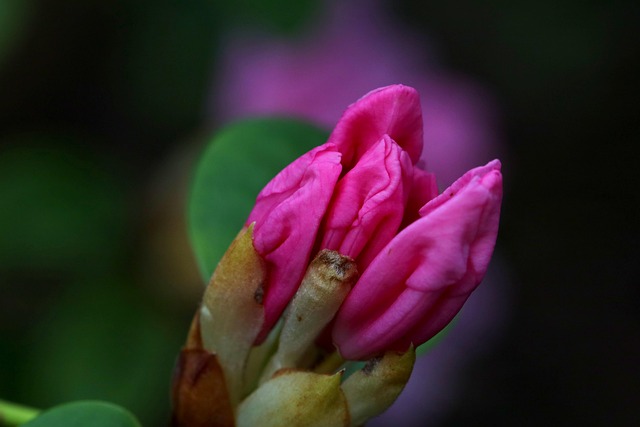 Free Flower Blossom photo and picture
