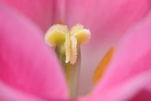 Free Flower Plant photo and picture