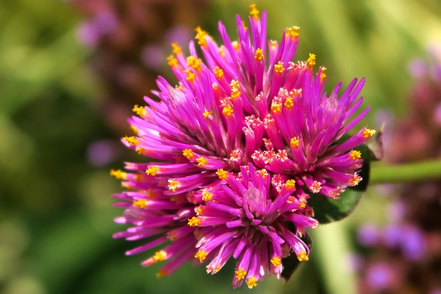 Free Blossom Bloom photo and picture