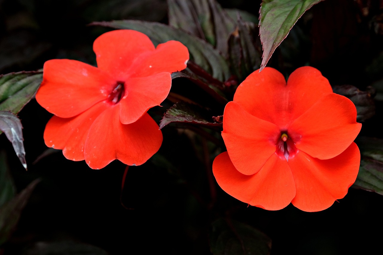 30 Free Impatient Impatience Images Pixabay