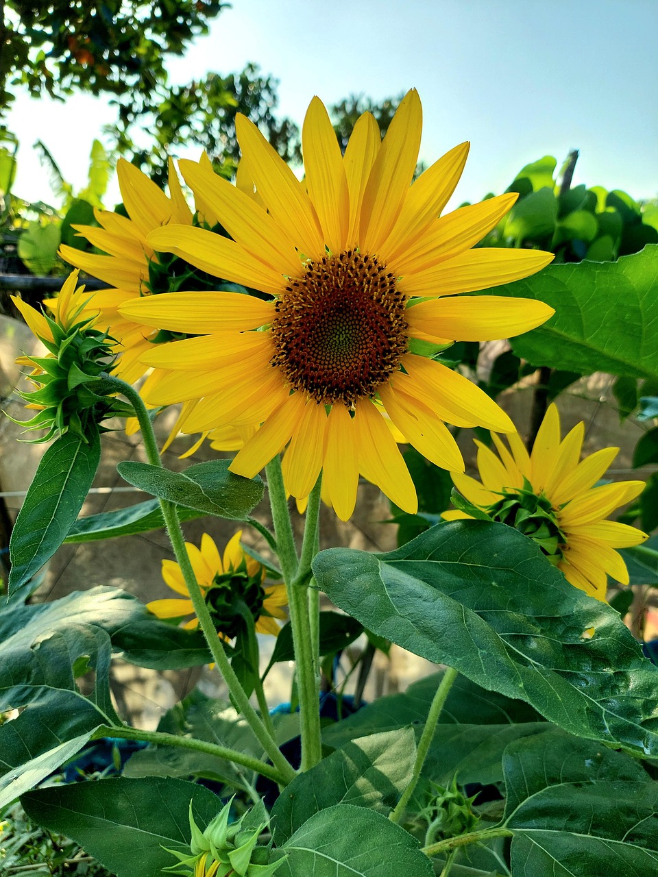  Sonnenblume Blume Pflanze - Kostenloses Foto auf Pixabay - Pixabay Bildidee 
