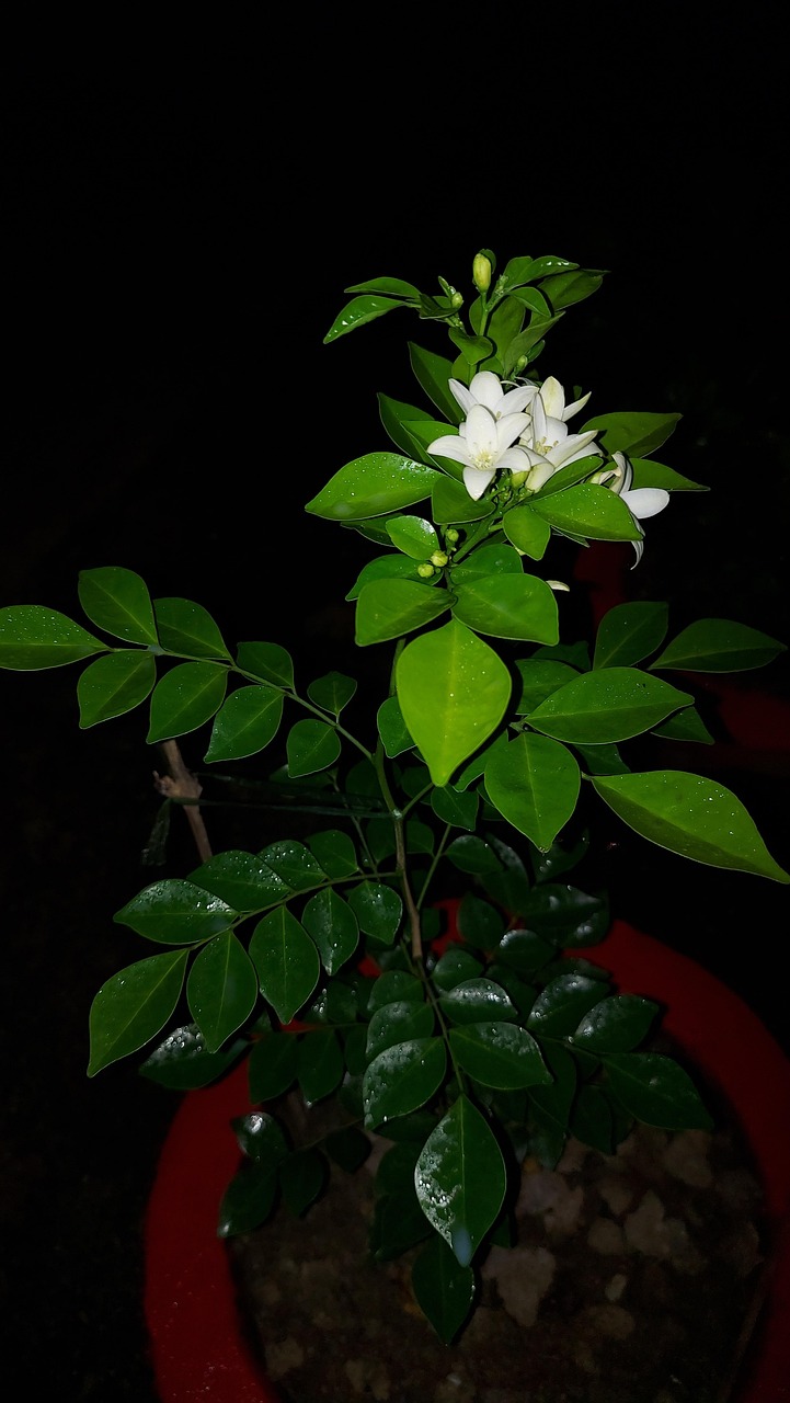 茉莉花 花 夜晚 - Pixabay上的免费照片 - Pixabay