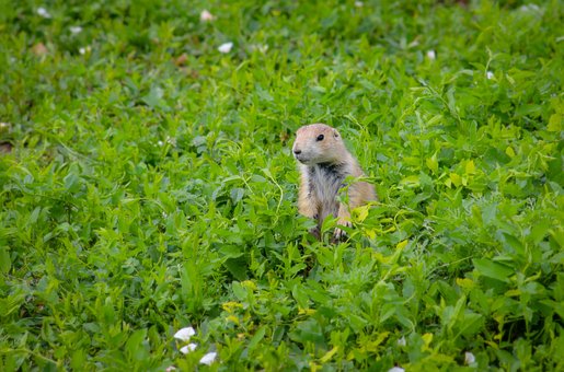 Prairie Dog, Rozător, Mamifer, Bebelus