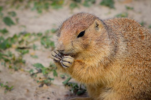 Prairie Dog, Animal, Rozător, Natura